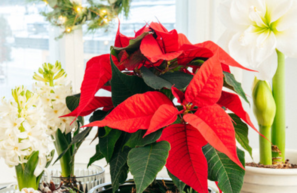 Finnish Christmas traditions: Millions of festive flowers sold nationwide
Finnish Christmas traditions: Millions of festive flowers sold nationwide