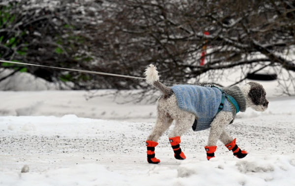 Helsinki's urgent warning to protect pets from severe cold
Helsinki's urgent warning to protect pets from severe cold