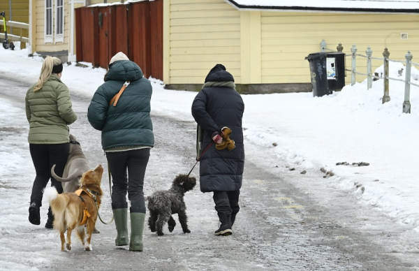 Finland implements fines for neglecting dog registration
Finland implements fines for neglecting dog registration