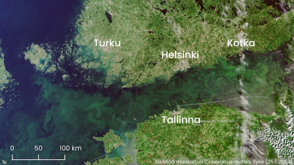 Warm weather spurs increase in blue-green algae blooms in Finland
Warm weather spurs increase in blue-green algae blooms in Finland