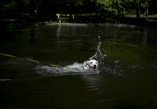Blue-green algae poses deadly threat to pets
Blue-green algae poses deadly threat to pets