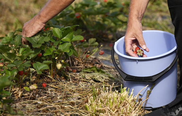 Occupational safety authority to oversee rights of foreign berry pickers
Occupational safety authority to oversee rights of foreign berry pickers