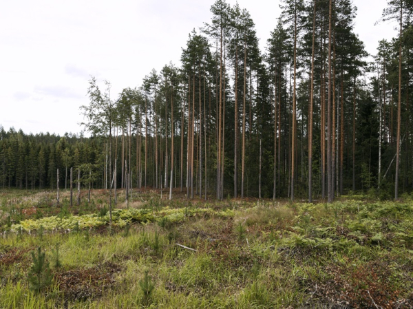 YLE: Chronic lack of funding an obstacle to forest conservation in Finland
YLE: Chronic lack of funding an obstacle to forest conservation in Finland