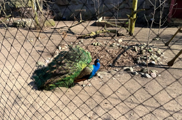 Korkeasaari Zoo attracts tourists, locals all year round