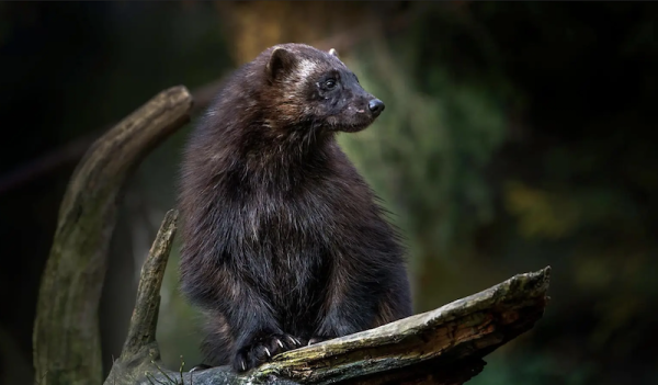 Satellite tracking reveals key forest habitats for endangered wolverines
Satellite tracking reveals key forest habitats for endangered wolverines