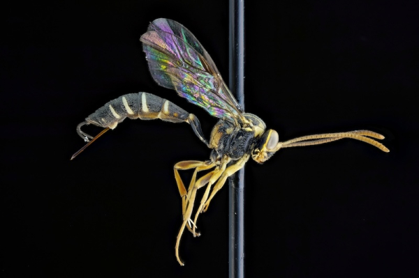Tropical parasite wasp subfamily found in Finnish city park
Tropical parasite wasp subfamily found in Finnish city park