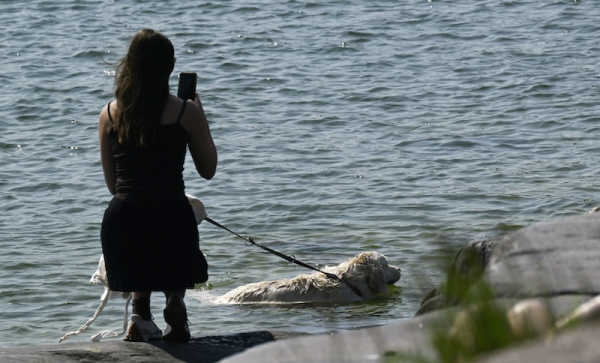 Blue-green algae exposure poses deadly risk to dogs, insurer warns
Blue-green algae exposure poses deadly risk to dogs, insurer warns